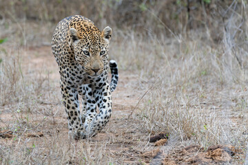 Naklejka premium Leopard male walking around the Sand River in Sabi Sands Game Reserve in the Greater Kruger Region in South Africa