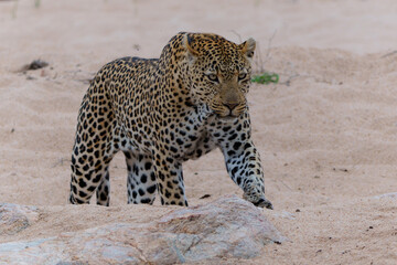 Leopard male walking around the Sand River in Sabi Sands Game Reserve in the Greater Kruger Region in South Africa
