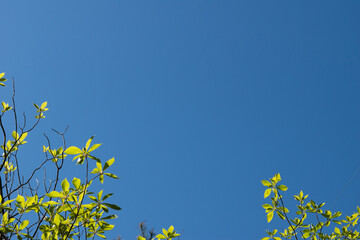 young yellow leaves against blue sky 3
