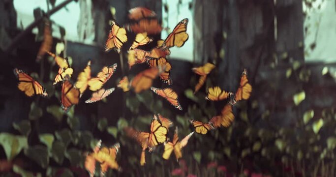 Swarm of Yellow Butterflies in Abandoned House