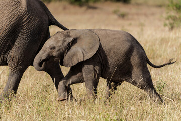 Elephant calf walking with his mother in Mashatu Game Reserve in the Tuli Block in Botswana   
