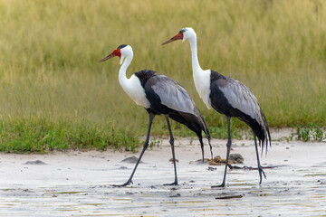 Wattled Crane courtship dance. These wattled crane (Grus carunculata), a threatened monogamous...