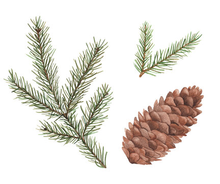 Collection of hand-painted spruce branches and cones.
