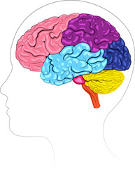 The brain has several key parts including the cerebrum, cerebellum, brainstem, and limbic system, each with unique functions and roles.