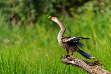 Anhinga, (Anhinga anhinga) ,sometimes called snakebird or darter, drying after fishing in one of the channels of the Cuiaba River in the Pantanal wetlands in Brazil