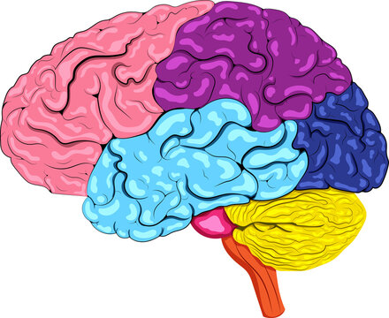 Brain parts include cerebrum, cerebellum, brainstem, and limbic system, each with distinct functions.