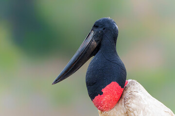 The jabiru (Jabiru mycteria) ia abig stork with a big nest. The young could already fly, but kept coming to the nest to be fed with fish in the Pantanal wetlands in Brazil.