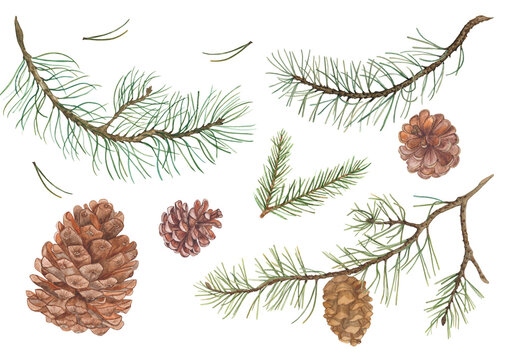 Collection of hand-painted pine branches and cones.