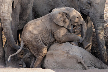 Elephant baby playing and spending time in a dry riverbed in a Game Reserve in the Tuli Block in Botswana