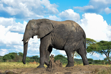Fototapeta na wymiar Wuchtiger Elefant am Wasserloch quer