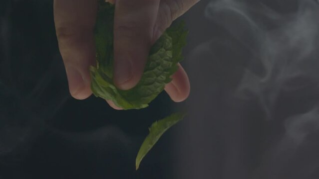 Sweet Basil, Thai Basil, Vegetable, mint leaf