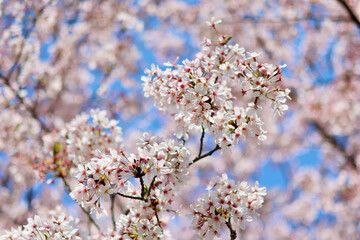 日本の春の景色　美しい桜　青空とのコントラストが印象的な桜