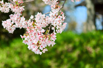 日本の春の景色　美しい桜　緑とのコントラストが印象的な桜
