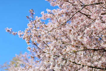 日本の春の景色　美しい桜　青空とのコントラストが印象的な桜