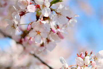 日本の春の景色　美しい桜　青空とのコントラストが印象的な桜