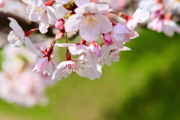日本の春の景色　美しい桜　緑とのコントラストが印象的な桜