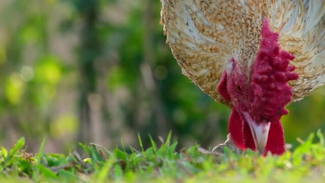 Head of free-range chicken feeding in farm field. handheld extreme close up 