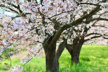 日本の春の景色　美しい桜　緑とのコントラストが印象的な散り際の桜