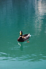 Duck at Plitvice lakes, Croatia