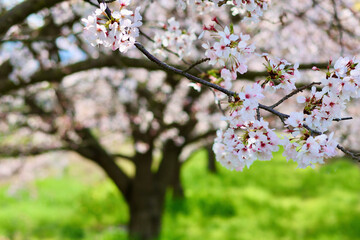 日本の春の景色　美しい桜　緑とのコントラストが印象的な散り際の桜