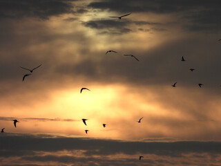 Fototapeta na wymiar Oiseaux en vol dans le coucher de soleil