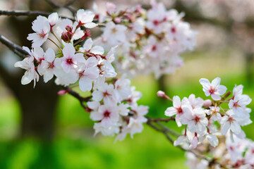 Obraz premium 日本の春の景色 美しい桜 緑とのコントラストが印象的な散り際の桜