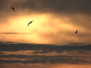 Fototapeta na wymiar Oiseaux en vol dans le coucher de soleil