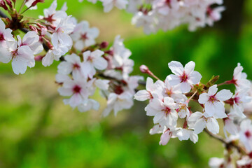 日本の春の景色　美しい桜　緑とのコントラストが印象的な散り際の桜