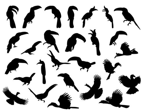 set of silhouettes of tropical toucan birds