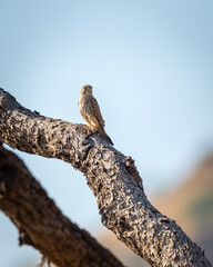 Common kestrel or european kestrel or Falco tinnunculus bird closeup eye contact perched with blue sky background during winter migration in jhalana leopard reserve forest jaipur rajasthan india asia