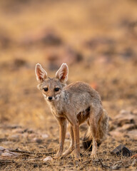 indian fox or Bengal fox or Vulpes bengalensis head on closeup or portrait with eye contact at ranthambore national park forest sawai madhopur rajasthan india asia