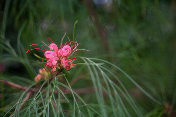 Beautiful bright spring flowers against the backdrop of the sun and nature