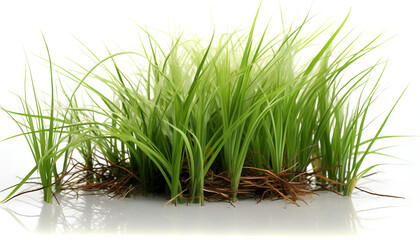 Obraz premium Discover the beauty of nature with Manila Grass a lush and vibrant plant that brings a touch of tropical paradise to any landscape