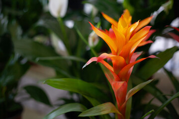 Beautiful bright spring flowers against the backdrop of the sun and nature