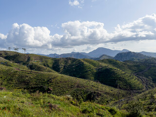 Nature greening up again after the big forest fires in the Aegean region