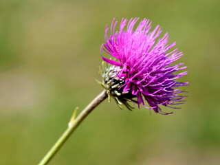 Red melancholy thistle (Cirsium heterophyllum) in the french Alps 