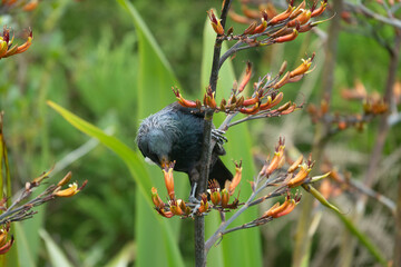 Tui bird (Tūī) (Prosthemadera novaeseelandiae), a unique an endemic passerine species only found in New Zealand.