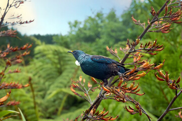 Obraz premium Tui bird (Tūī) (Prosthemadera novaeseelandiae), a unique an endemic passerine species only found in New Zealand.
