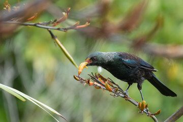 Tui bird (Tūī) (Prosthemadera novaeseelandiae), a unique an endemic passerine species only found in New Zealand.
