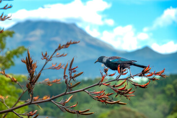 Tui bird (Tūī) (Prosthemadera novaeseelandiae), a unique an endemic passerine species only found...