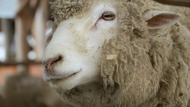Merino Sheep With Fluffy Fur - Face close-up