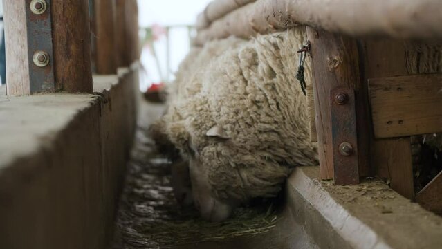 Merino sheep eating dried hay in a barn on farm - face close-up