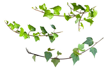 ツタの葉の切抜き3種類