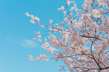 桜と空