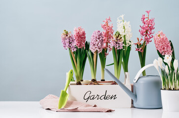 Several pink hyacinth flower plants potted in white crate at home on wooden table. Flowerhead in bloom. Spring morning at home. Mothers Day birthday Easter banner. Thank you. Garden text