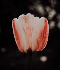 tulip on black