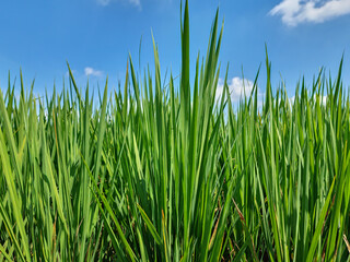 Rice plants in a Kalen village, Cepu City 