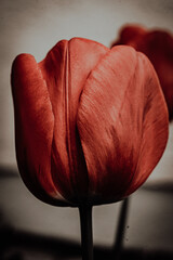 red tulip