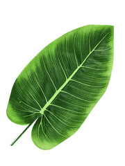 Fototapeta premium Evergreen leaves isolated on white