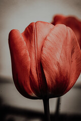 red tulip